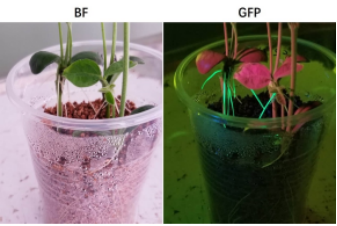 LUYOR-3415观察大豆根部GFP的表达