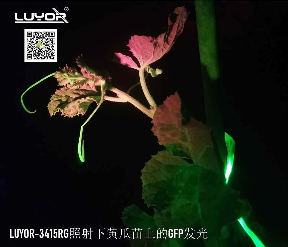 LUYOR-3415激发绿色荧光蛋白发光