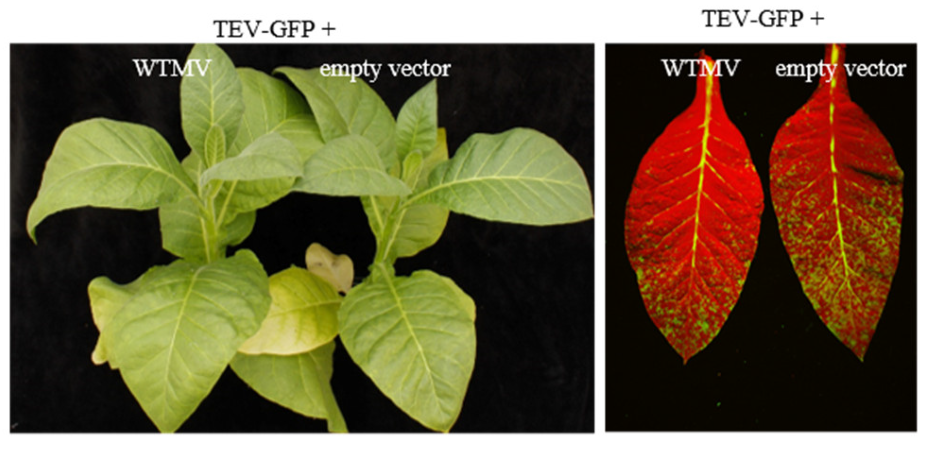 GFP激发光源用于花叶病毒的研究