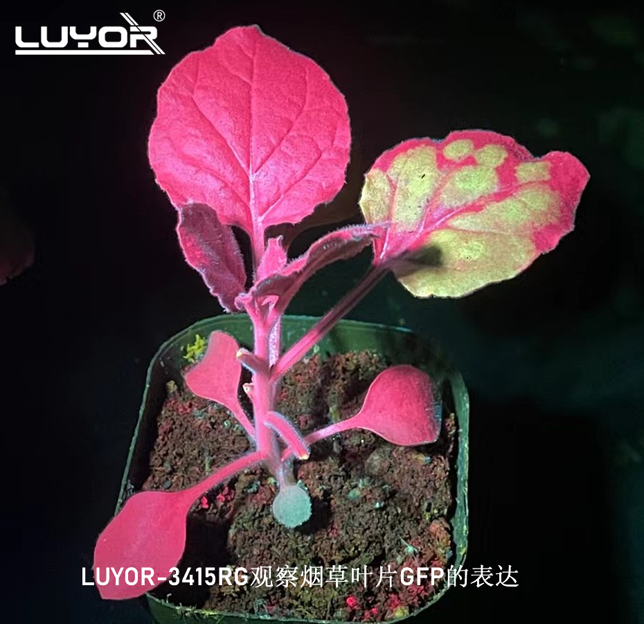 观察绿色荧光蛋白的仪器有哪些？