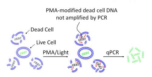 PMA-diagram.gif