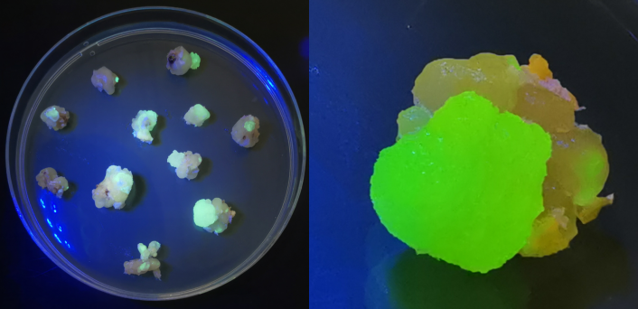 植物组织培养常见30个问题解答